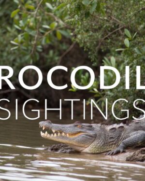 CROCODILE SIGHTING
