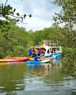 MANGROVE CRUISE & KAYAKING